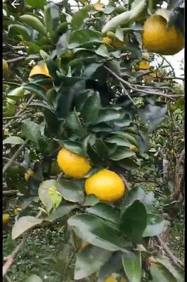 福建南平建陽區(qū)桔柚批發(fā)價(jià)格與市場前景