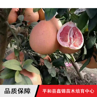 柚子苗木價(jià)格與批發(fā)指南 鑫錦純正蜜柚、四川管溪三紅蜜柚及葡萄蜜柚解析