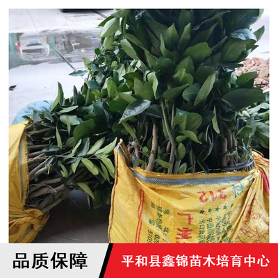 鑫錦純正蜜柚苗供應與批發指南 紅心柚、三紅蜜柚、黃金蜜柚樹苗選購全解析