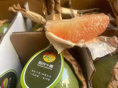 廣西憑祥泰國青皮紅心柚 高性價比的優質果品批發選擇