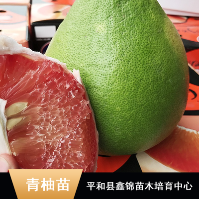 東南亞特色柚子苗木批發指南 純正馬來西亞青柚苗、無籽雞尾青柚苗、泰國紅寶石柚子苗及水晶青柚苗價格解析