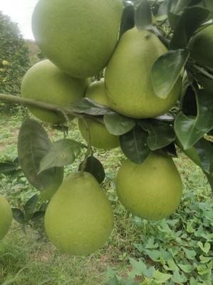 湖南懷化芷江小香柚 質優價廉，批發市場新寵