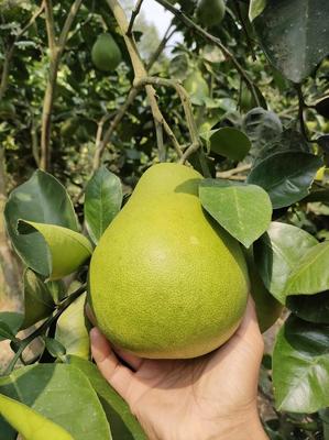 湖南懷化洪江雪峰柚，現摘直發，開啟您的優質柚果批發之旅
