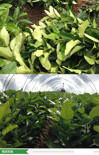 福建省漳州市優質柚子苗批發供應，源頭廠家直供，價格優勢顯著