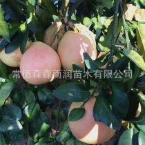 2019年湖北柚子樹苗廠商報價與批發市場動態