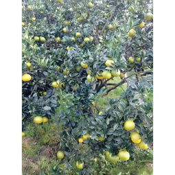 柚子與桔柚市場概覽 批發供應、價格行情與采購平臺指南