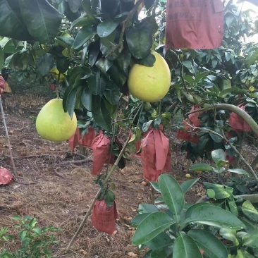 廣西田林紅心柚迎豐收季，質優價美引客商