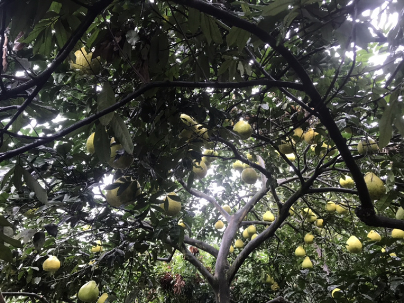 瀘州合江甜柚，沙田柚產地直供，質優價廉的批發選擇